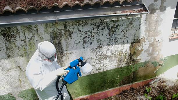 Trusted Mold Removal service in Traverse City, MI - Cheap Mold Removal